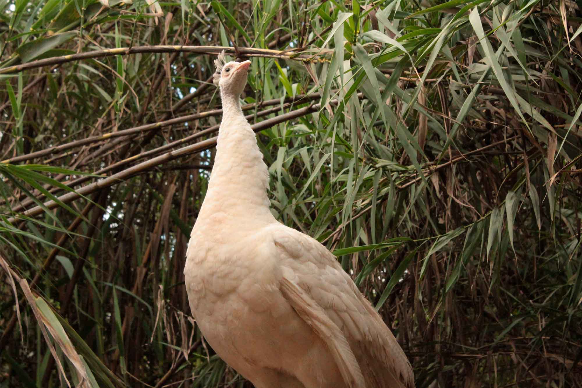 Fotografía de un pavo real albino